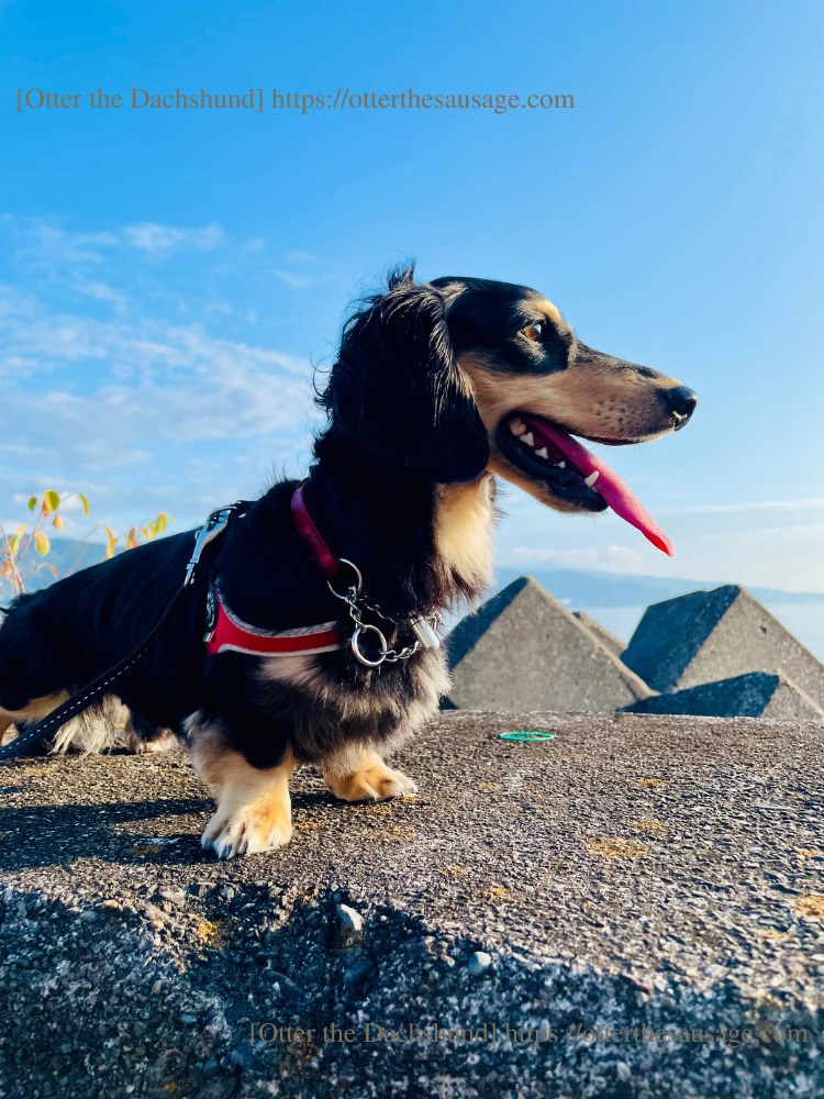 photo_Otter the Dachshund_travel with dogs_shizuoka_atami_ajiro-doggy-paths_網代_犬連れ旅行_犬と旅行_網代港町とオッター